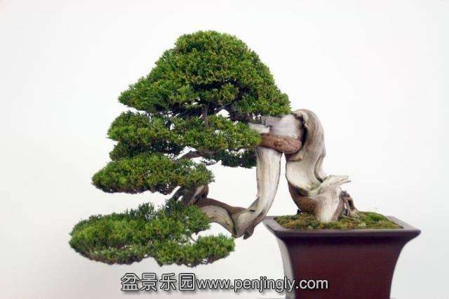 Niemeyer Bonsai Expo 2013 076.jpg
