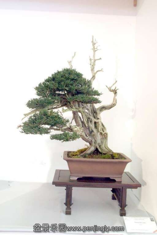 Niemeyer Bonsai Expo 2013 084.jpg