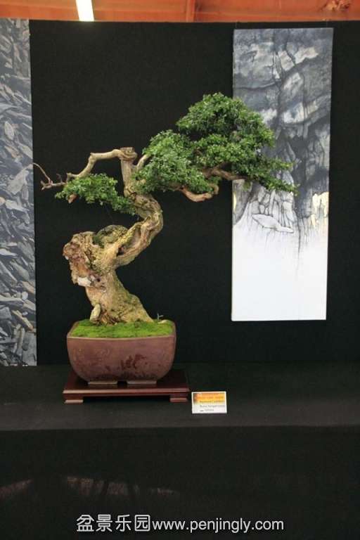 European Bonsai-San Show Saulieu 2013 037.jpg
