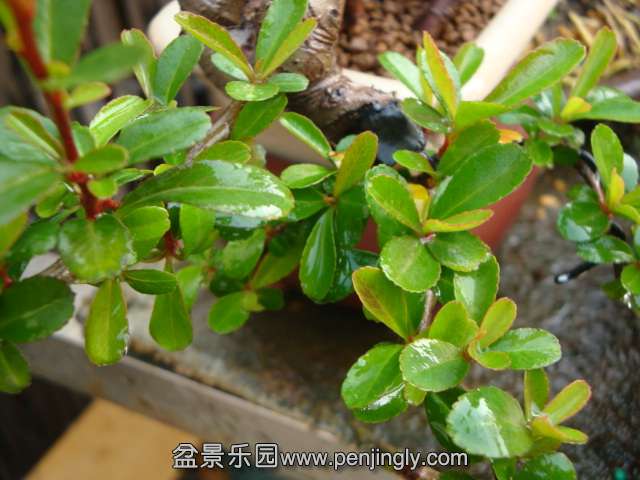 DSC07350.JPG
