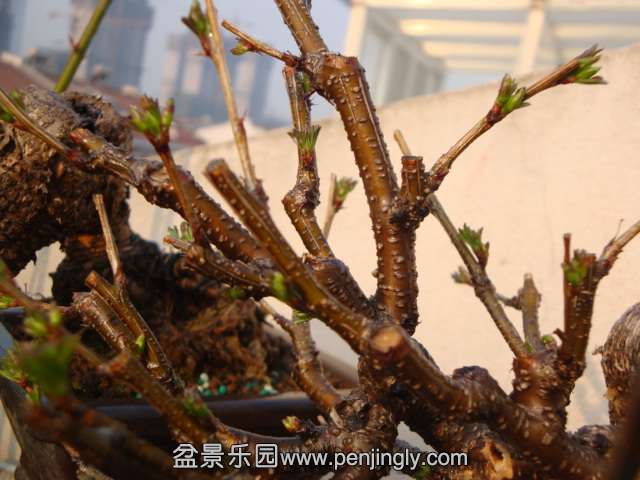 DSC07365.JPG