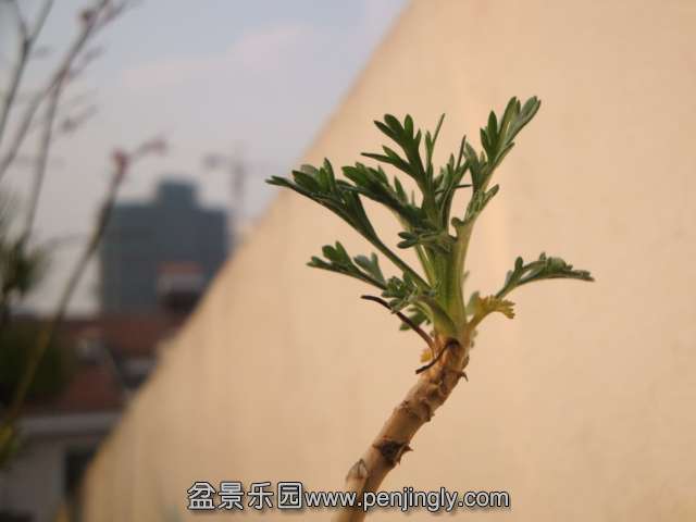 DSC07370.JPG