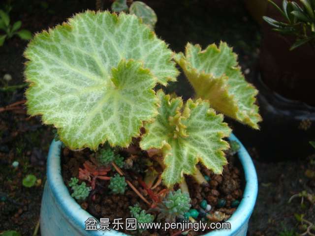 DSC07371.JPG