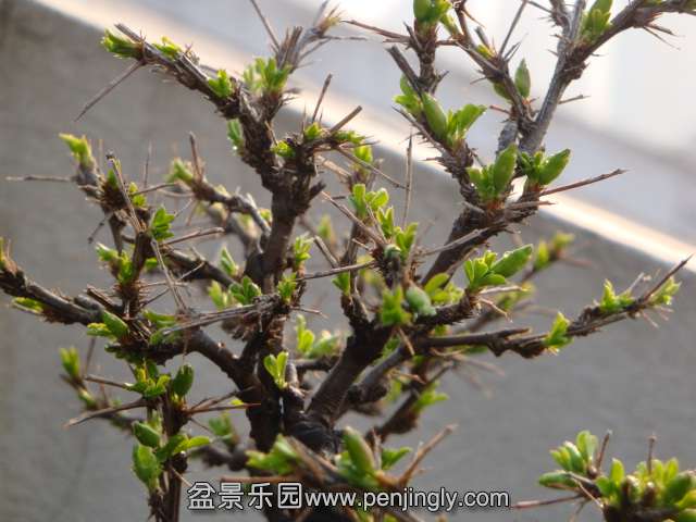 DSC07376.JPG