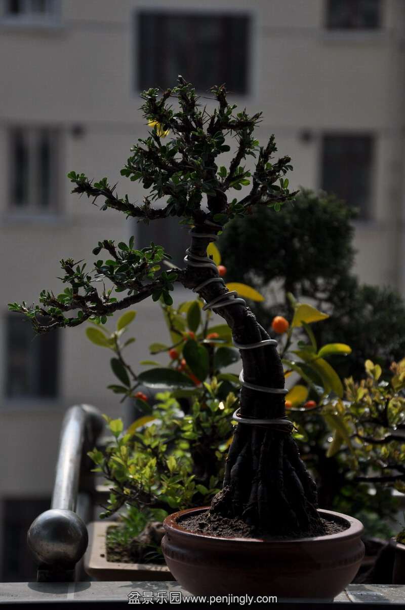 DSC_0808.jpg