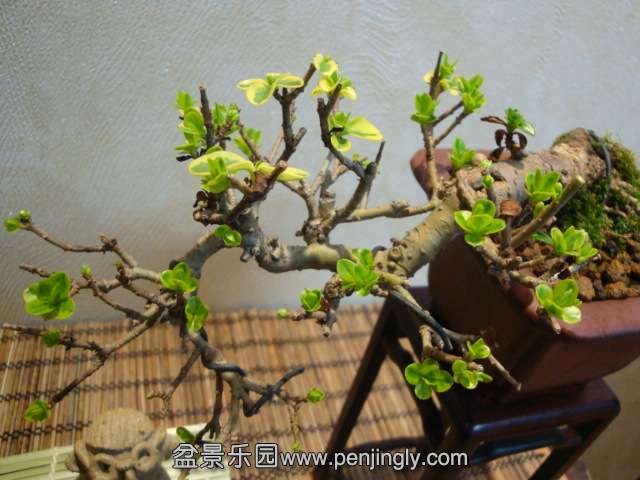 DSC07237.JPG