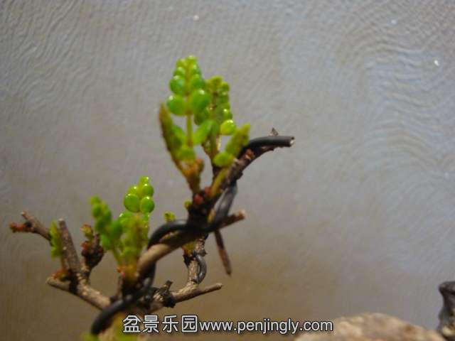 DSC07242.JPG