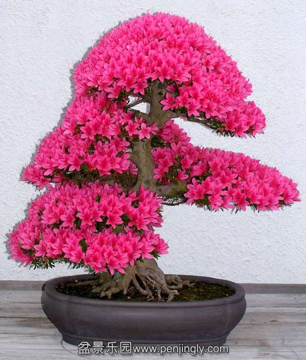 bonsai4-600x706.jpg