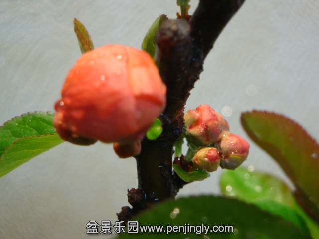 DSC07555.JPG