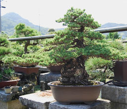 kandakafukusyoen_0155-thumb-256xauto-510.jpg