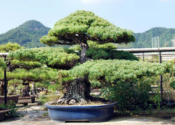 konishi_0144-thumb-256xauto-514.jpg
