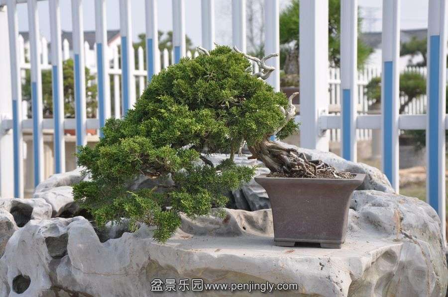 ҵ辰 384.jpg