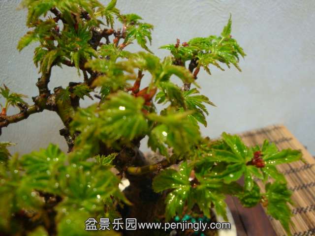 DSC07565.JPG
