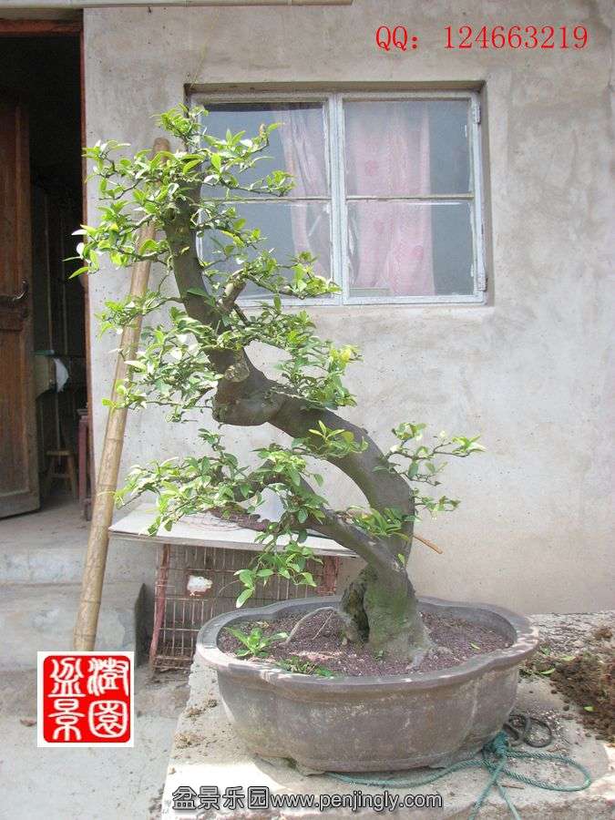 IMG_1068_.jpg