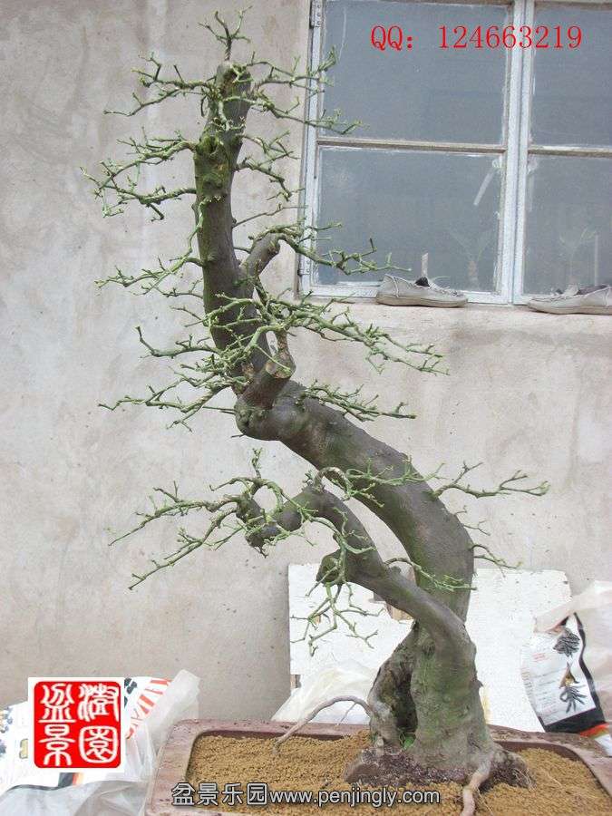 IMG_1077_.jpg