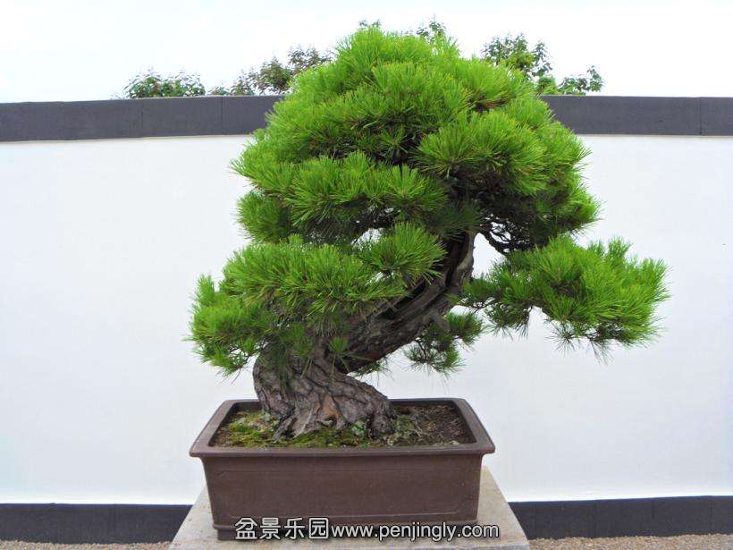 SDC12983.JPG