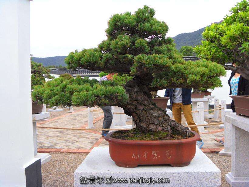 SDC12986.JPG