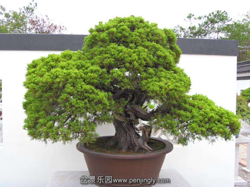 SDC12987.JPG