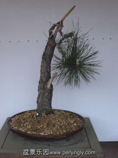 DSC00875.JPG
