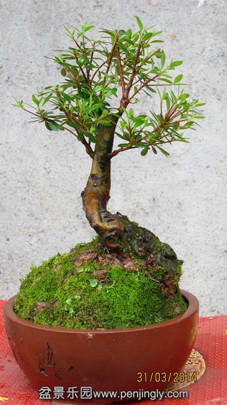IMG_4705.JPG