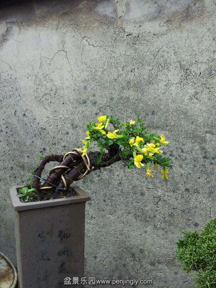 ȸ