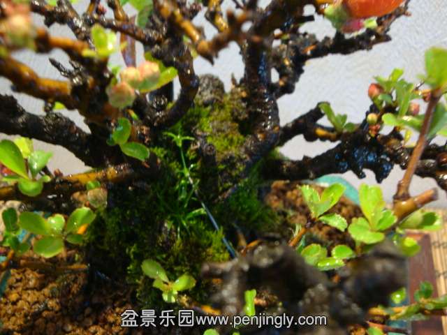 DSC07593.JPG
