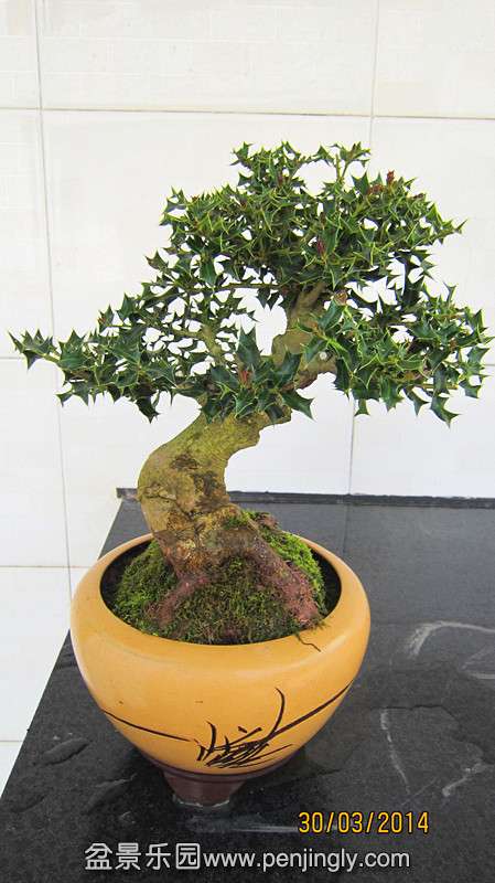 IMG_4669.JPG