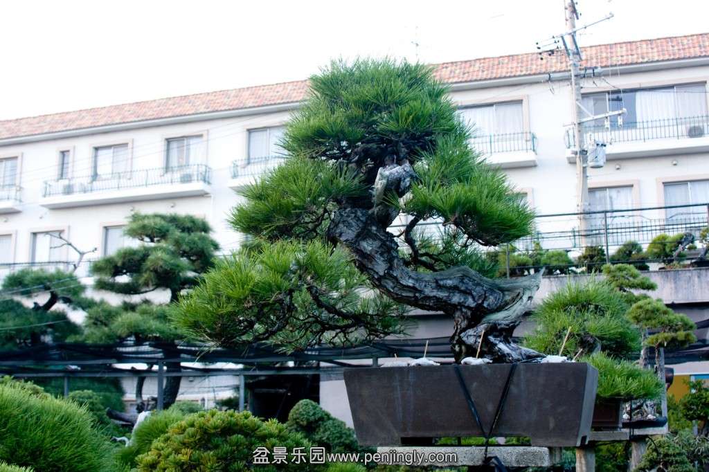 AichienBlackPine-1024x682.jpg