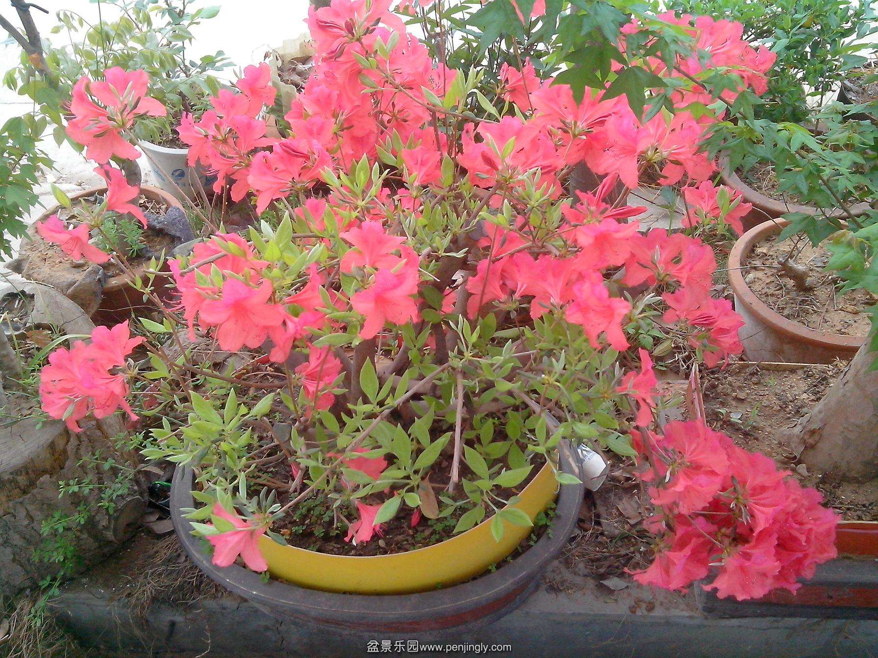 IMG20140406005.jpg
