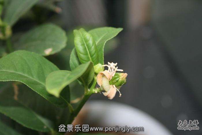 jkys_2092068_1482315_l.jpg