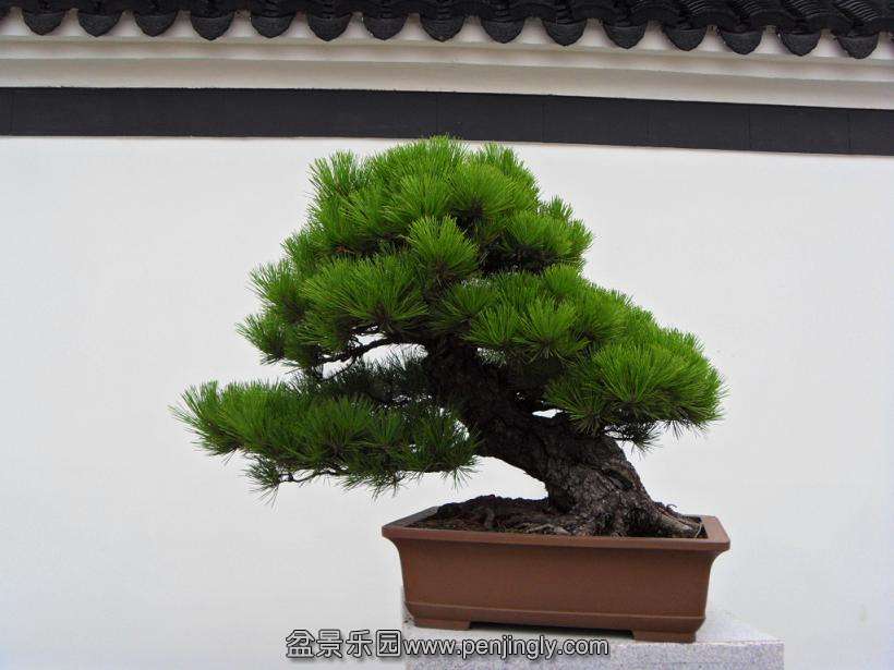 SDC12996.JPG
