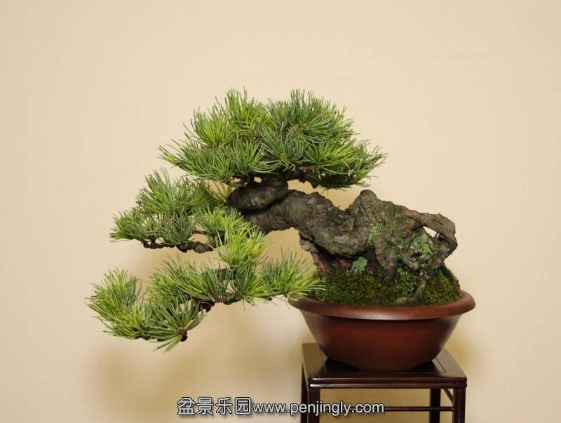 Shohin UK 2013 JB Goyo.jpg