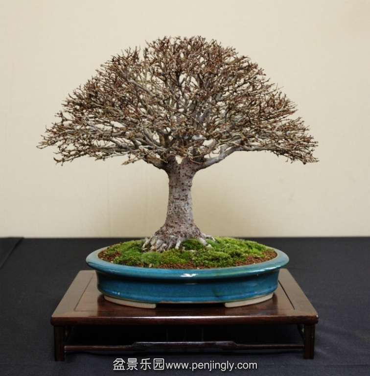 Shohin UK 2013 Our Zelkova.jpg