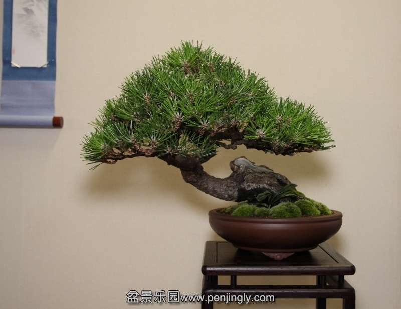 Shohin UK Award - Best Chuhin Display -Martin Shepherd- Black Pine IMG 2608.jpg