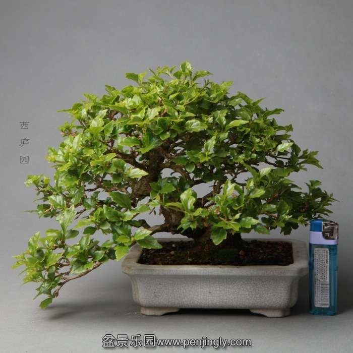 bonsai14B02.jpg