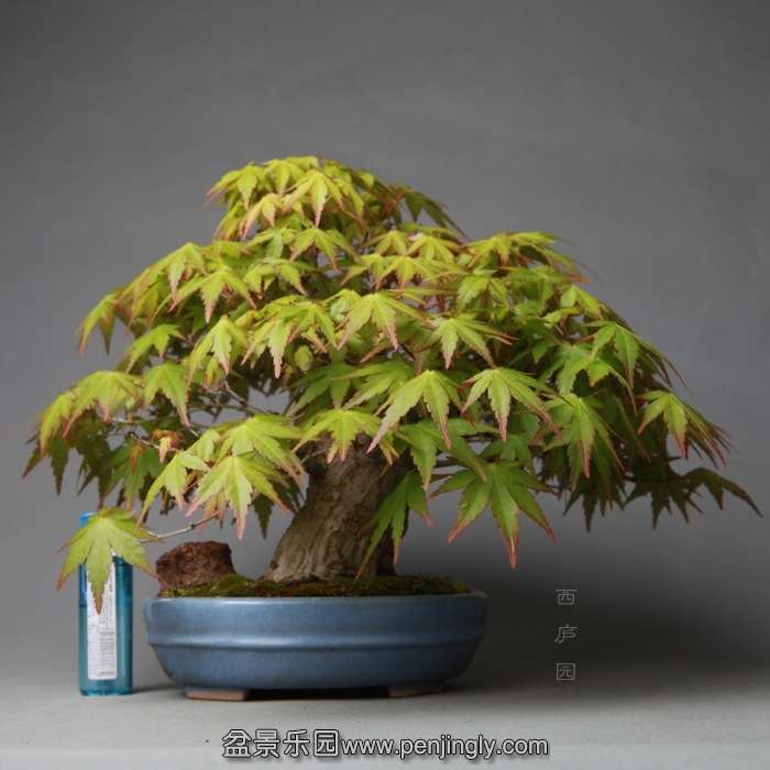 bonsai14B04.jpg