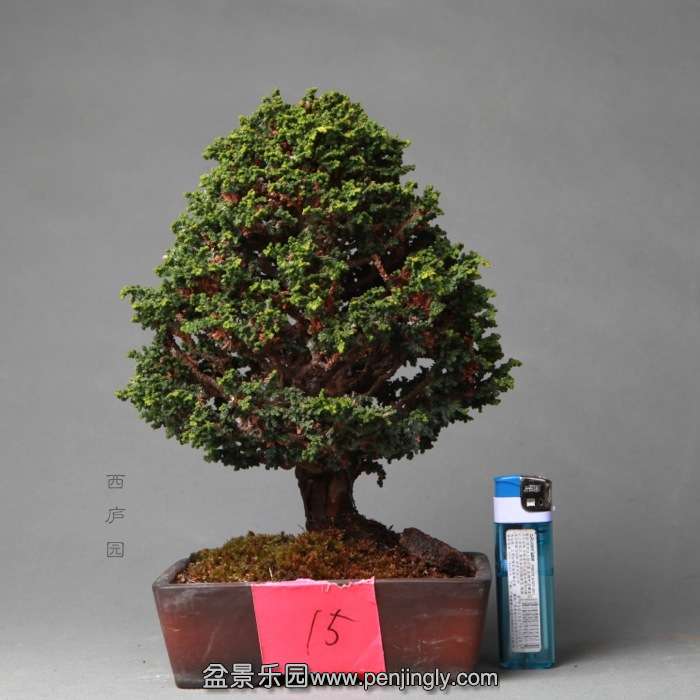 bonsai14B07.jpg