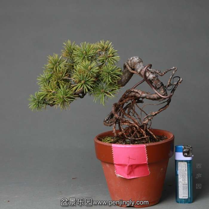 bonsai14B10.jpg