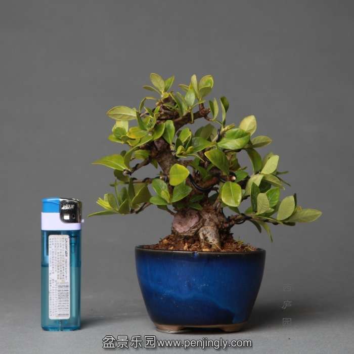 bonsai14B14.jpg