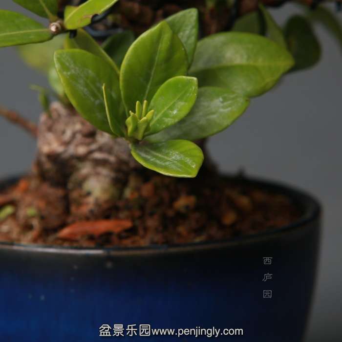 bonsai14B16.jpg