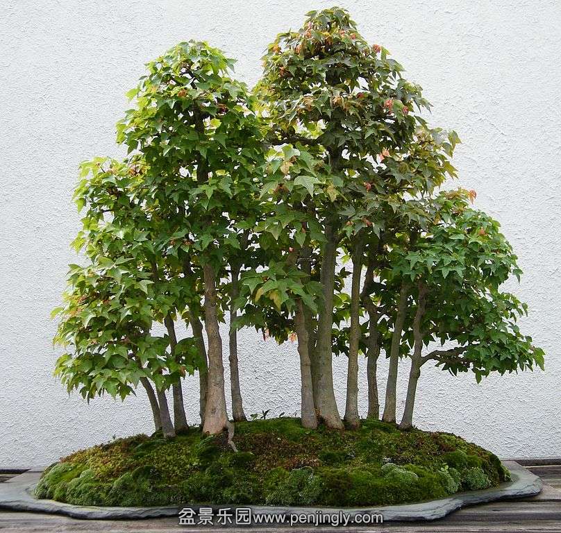 808px-Trident_Maple_bonsai_203,_May_29,_2011_b.jpg