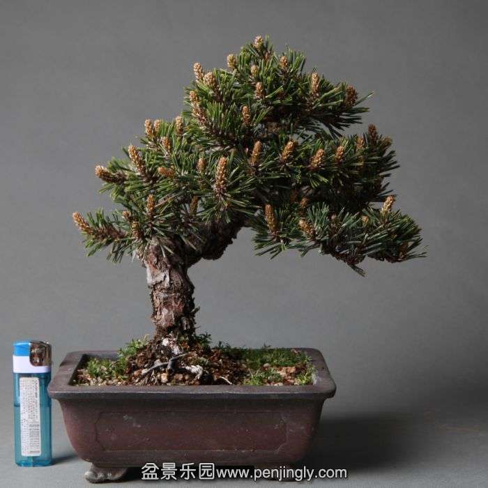 bonsai1404151.jpg