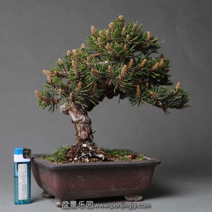 bonsai1404152.jpg