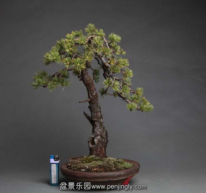 bonsai1404154.jpg
