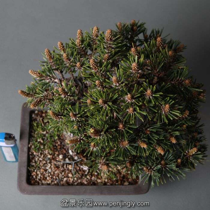 bonsai1404153.jpg