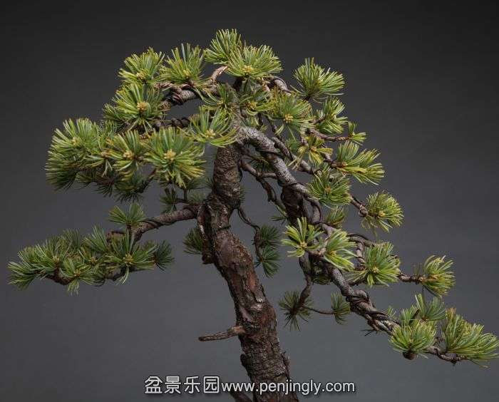 bonsai1404155.jpg