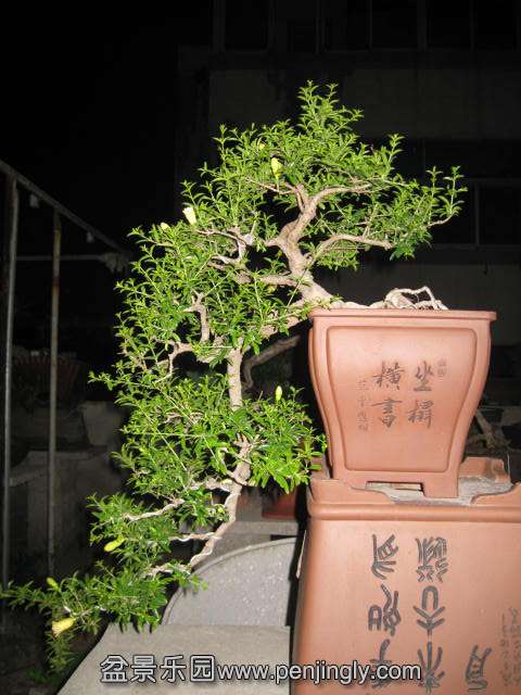 IMG_5736.JPG