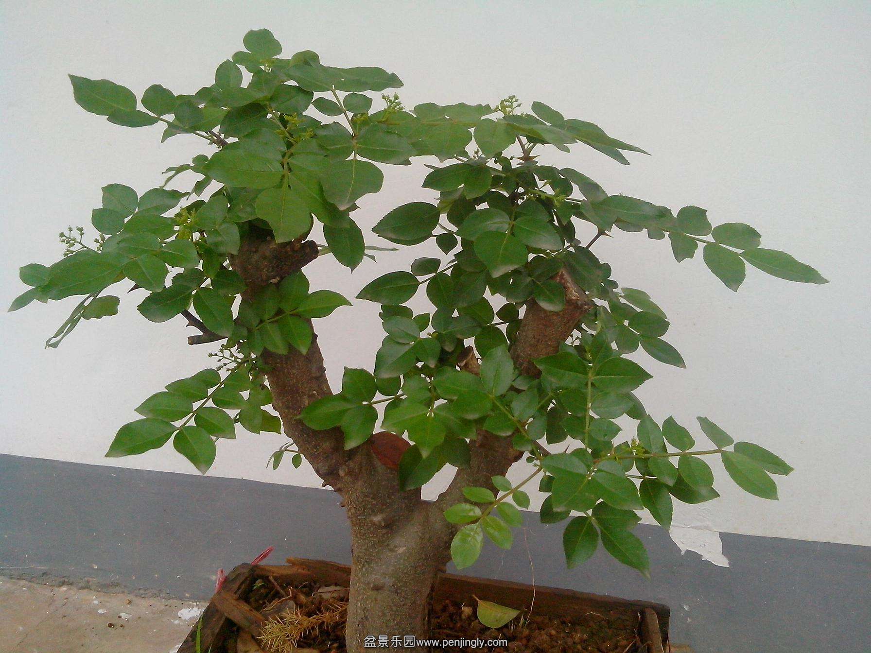 IMG20140419003.jpg