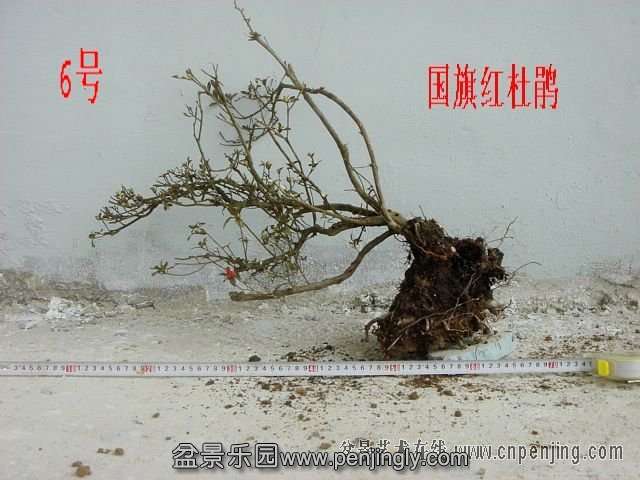 小映山红.jpg