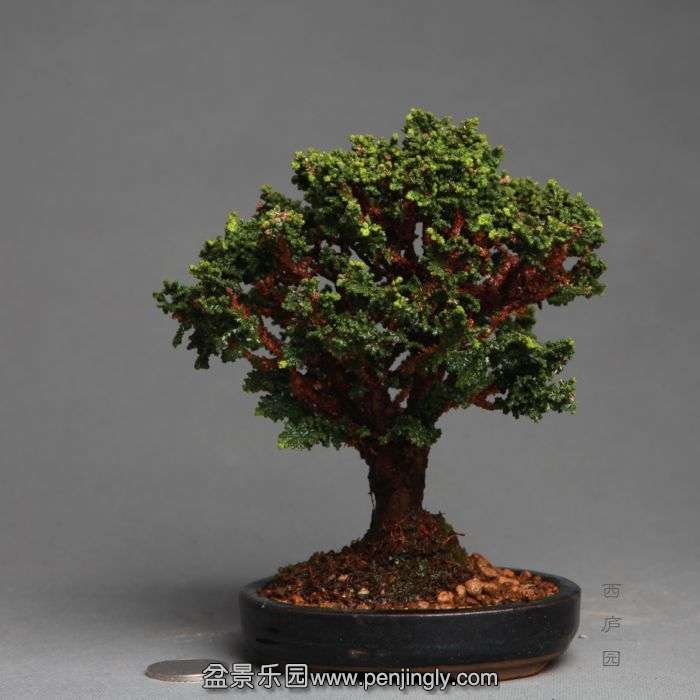 bonsai1404201.jpg